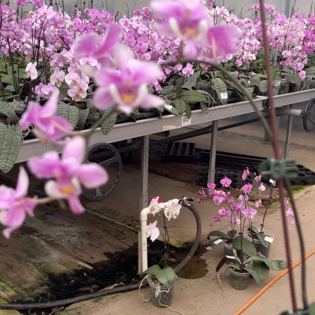 马***鱼完全开放西雷利-1007