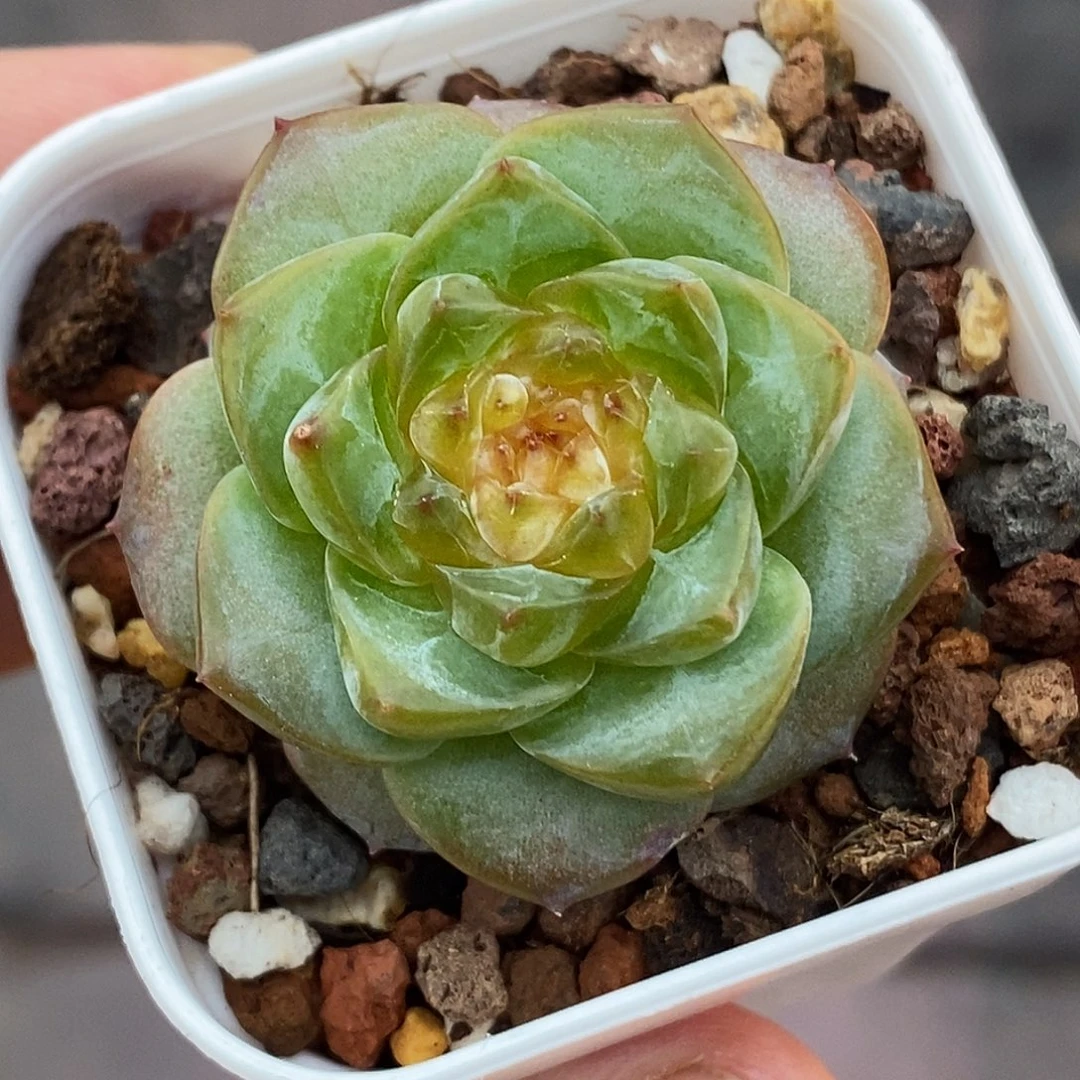 糖心30包邮非偏远