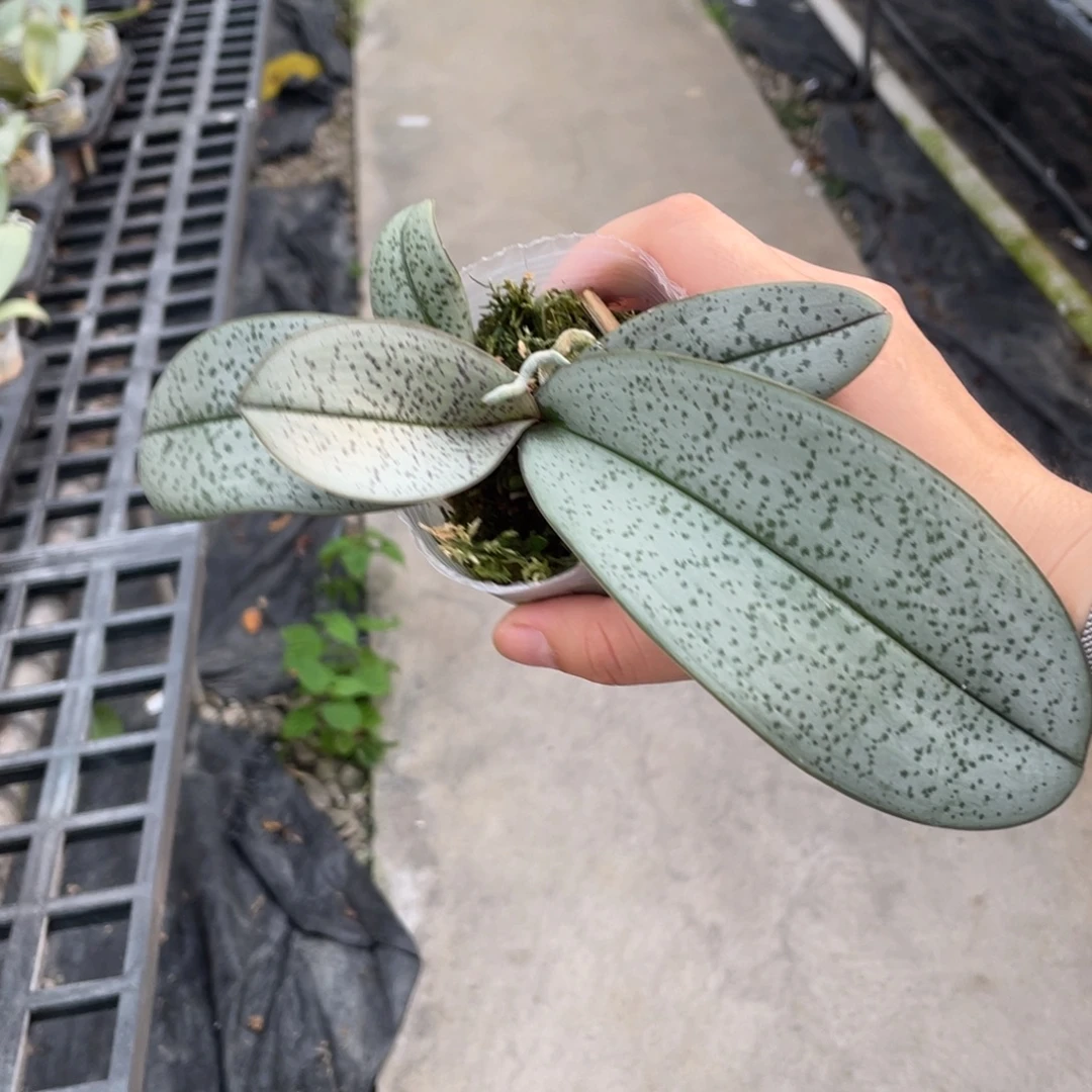 当前无花栽培后可以开花