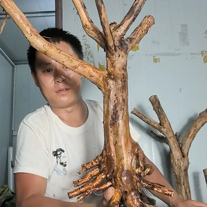 葛***发无花朵盆景素材拍品