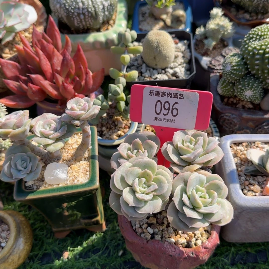 小***宥多肉植物可爱玫瑰，全身无