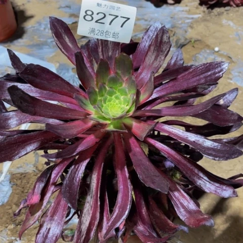 巫毒拉丝多肉多肉肉8277