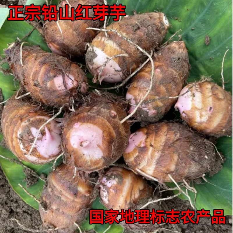 江西铅山正宗红芽芋现挖现发产地直发国家地理标志农产品3/5斤