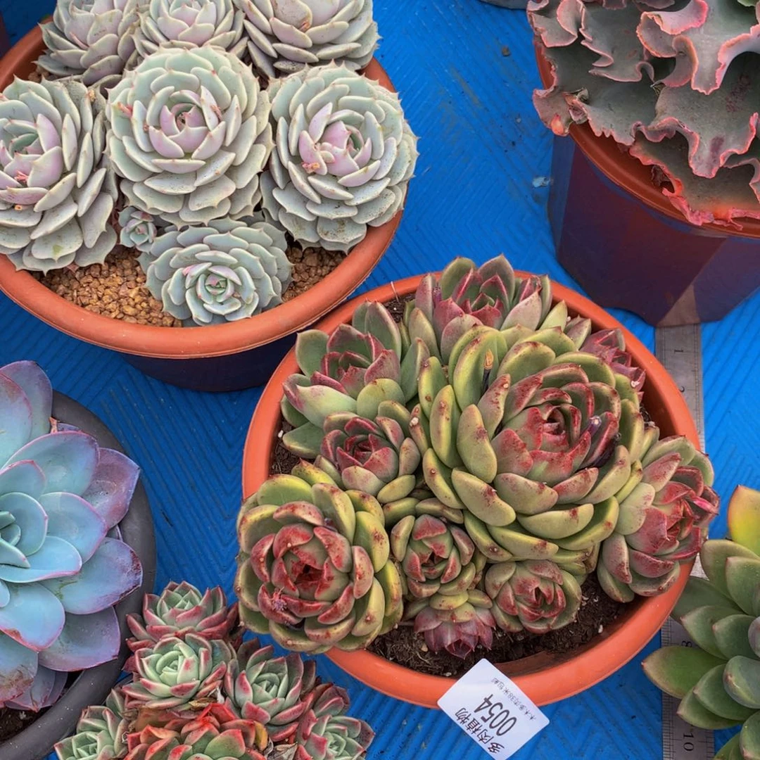 缘**你0054水晶多肉