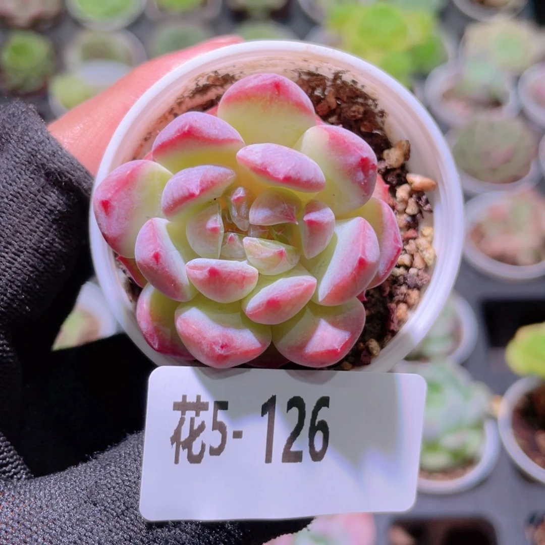 花利美5-126新品单头