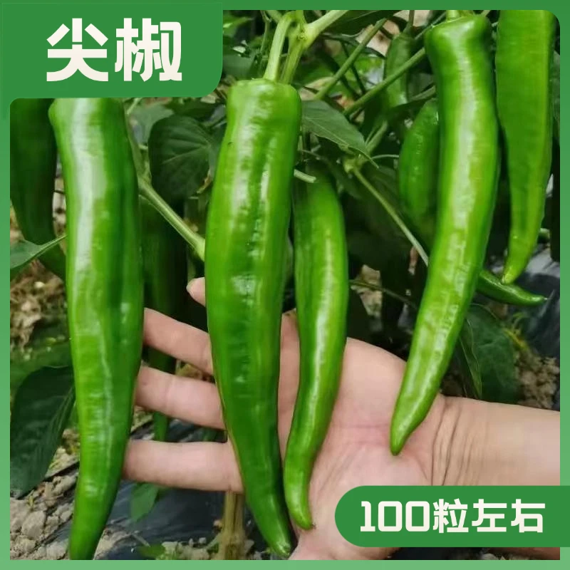中早熟尖椒种子甄选优质羊角型辣椒种籽辣味适中皮薄全国春季种植