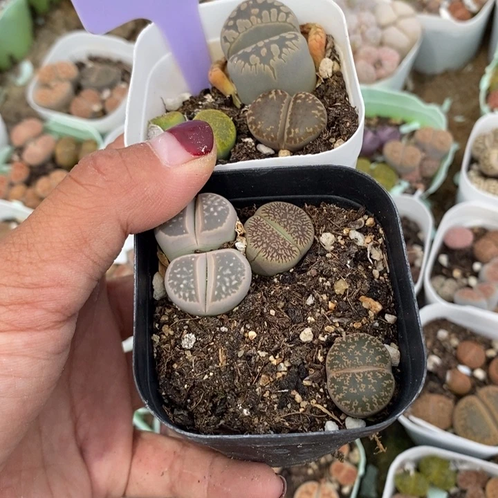 守*生石花等植物698