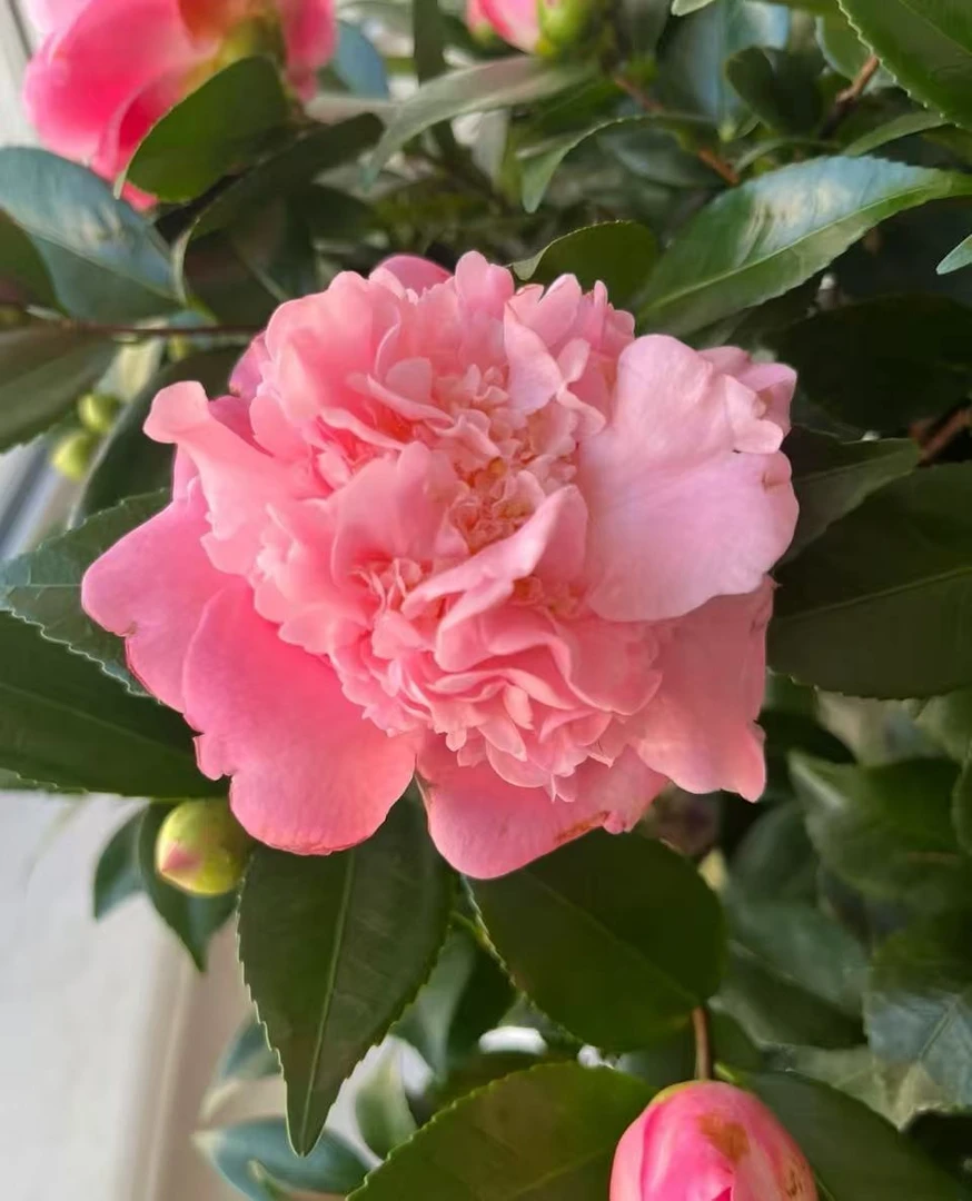 加大加高80cm - 100cm粉色茶花树苗盆栽花卉耐寒好养适合室内外Sy