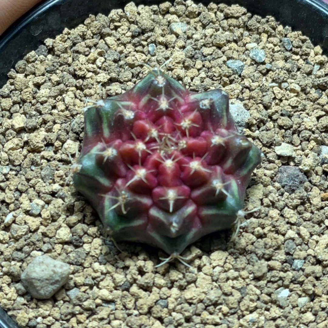 当前无花朵，栽培后可花朵紫宝石