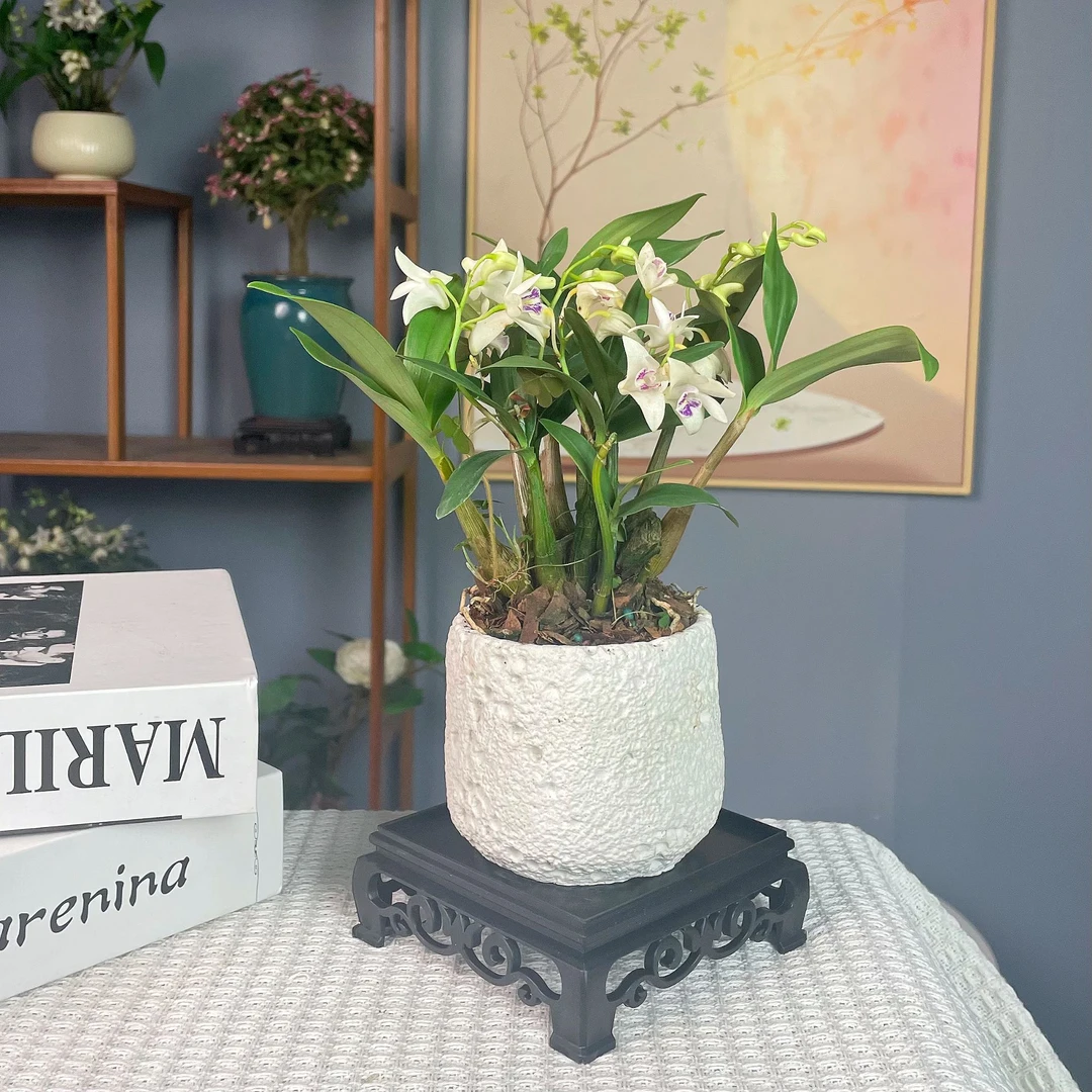 白花石斛兰香水小型盆景带花苞懒人四季好养室内办公室桌面小盆栽
