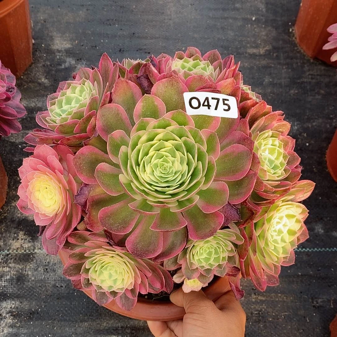 475海王55555555555