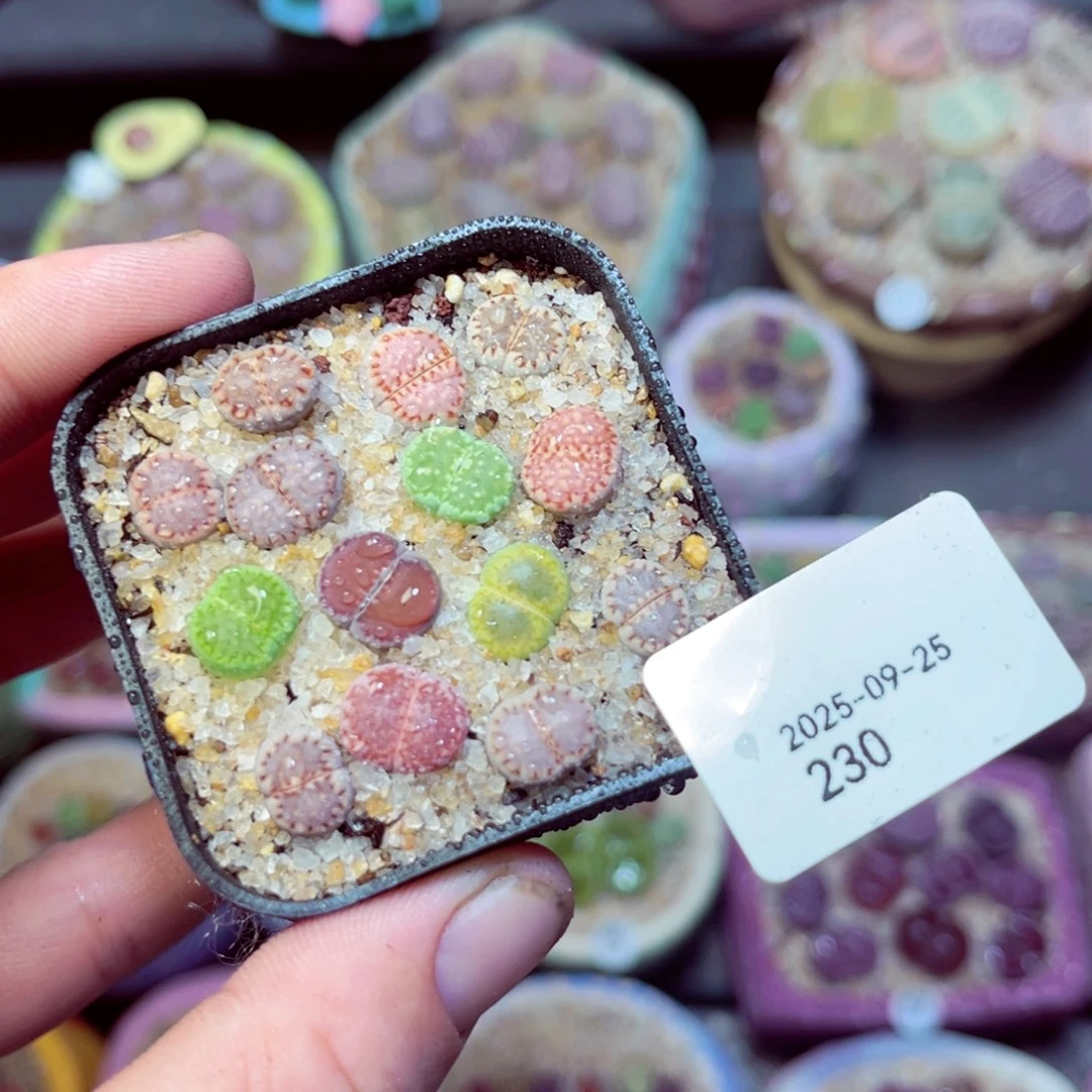 230生石花带盆发1