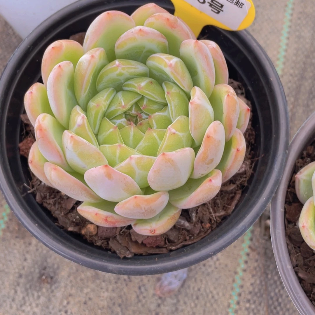 808号 母本雪花珍妮