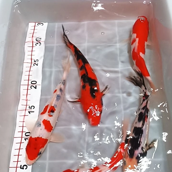 锦鲤包邮开箱包活到家
