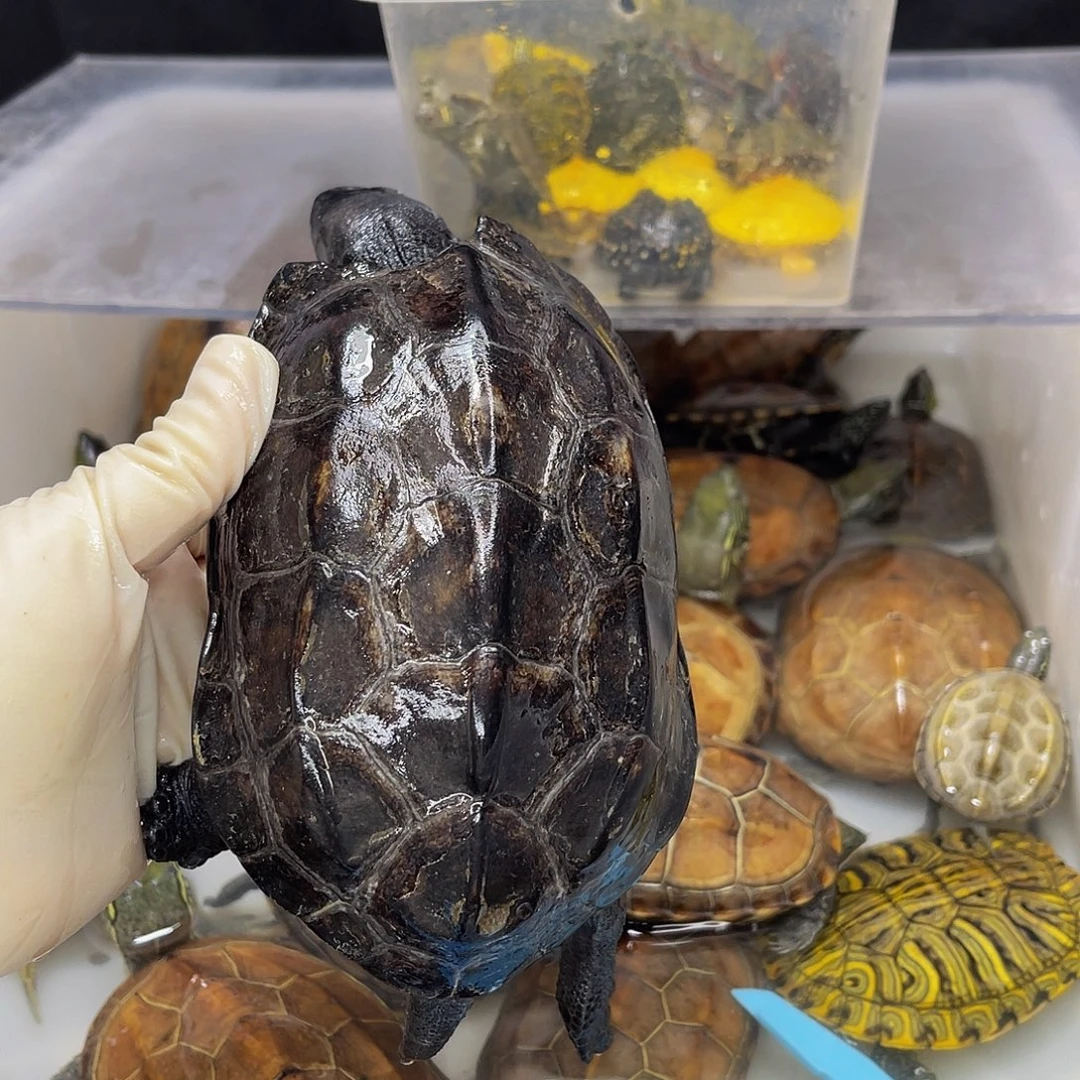 背***牙公母搭配中华草龟