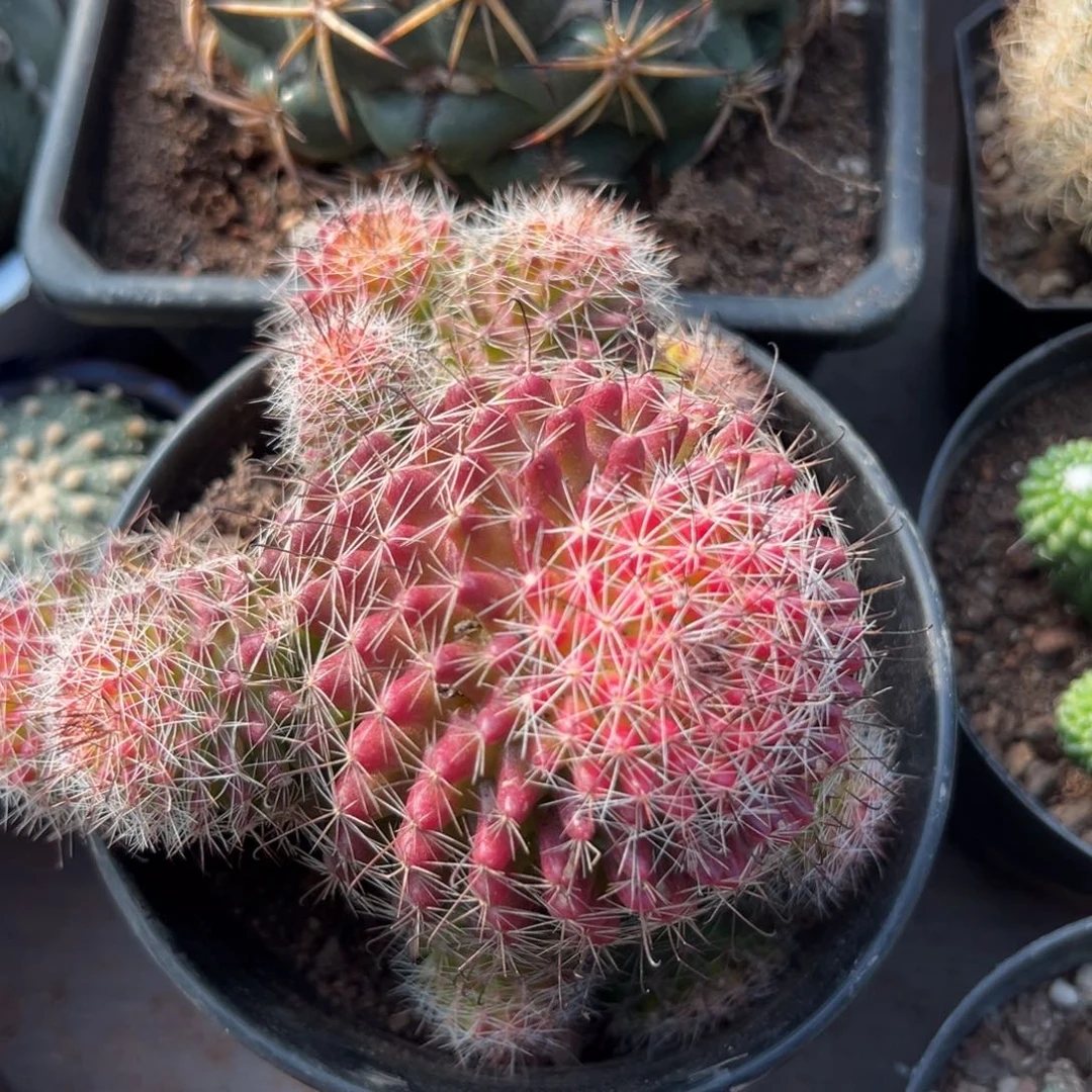 红娜丸随机一颗了。