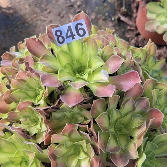 亚***静多肉植物一个少华