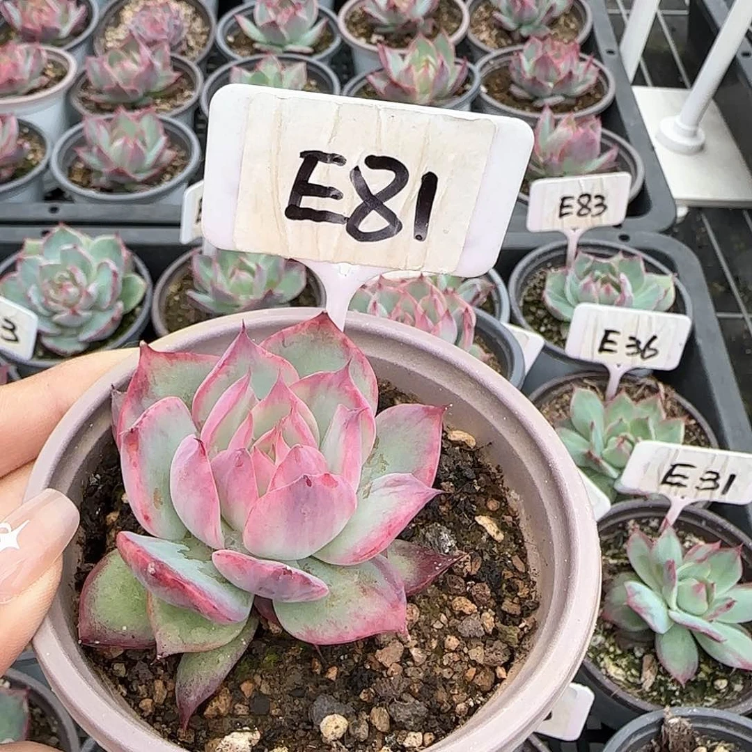 熊***毛惊鸿仙子E81多肉