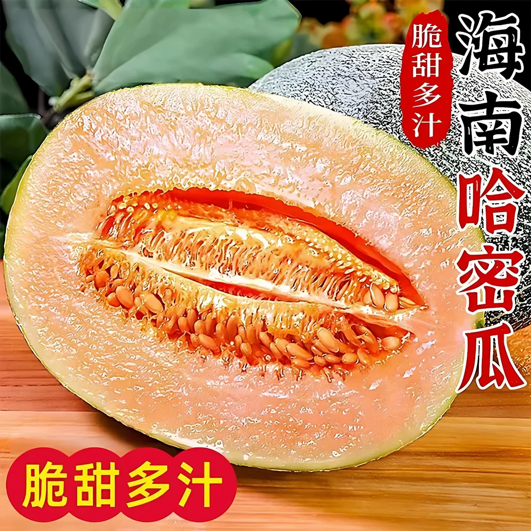海南沙地种植哈密瓜皮薄肉厚香甜可口新鲜水果现摘现发MM