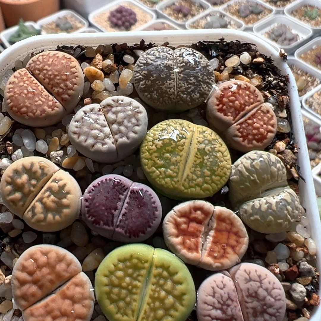 37多肉植物百科知识