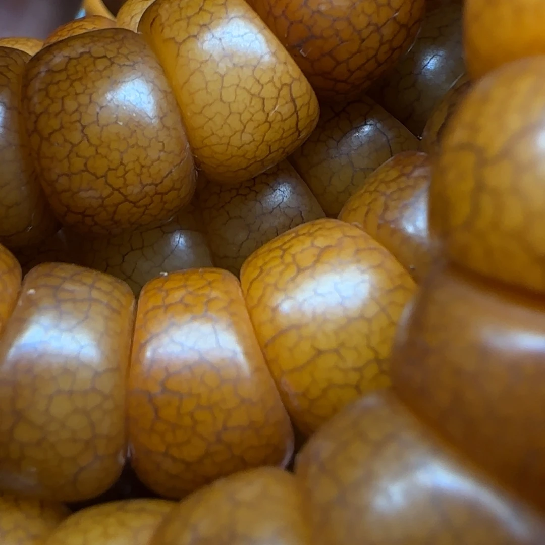 琉璃成品拍拍拍拍拍