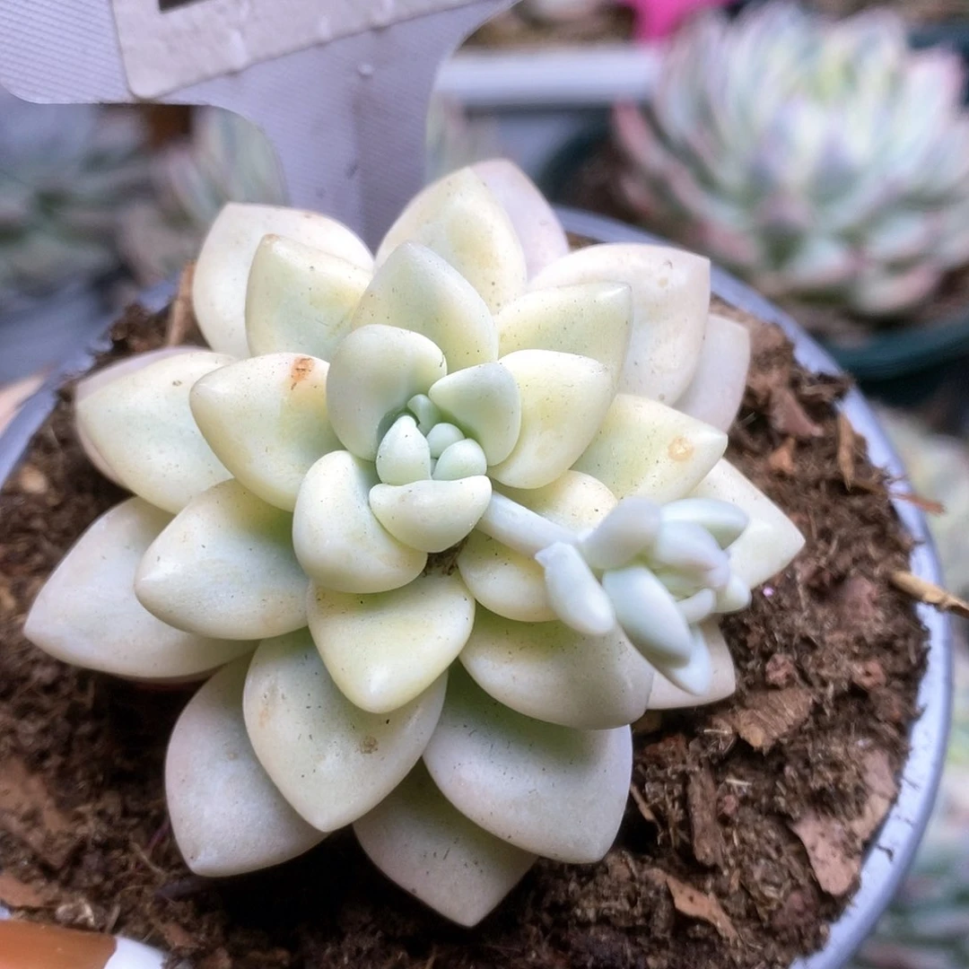 018蛋糕锦锦锦锦锦锦