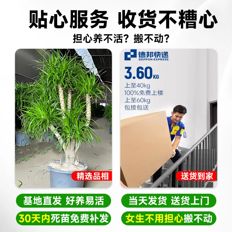 盆栽盆景树大型多头号客厅龙血树真龙室内绿植旺宅龙须铁树植物大