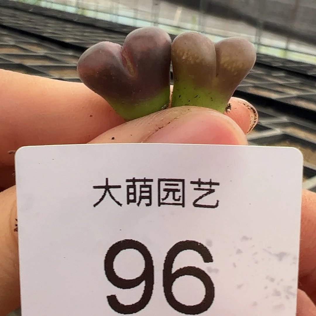 000086量拍大萌1号红风铃2颗