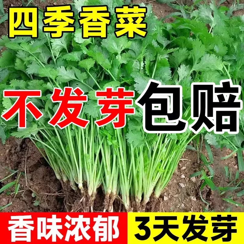 可盆栽四季香菜种子大叶芫荽阳台种菜盆栽种籽南北方可种
