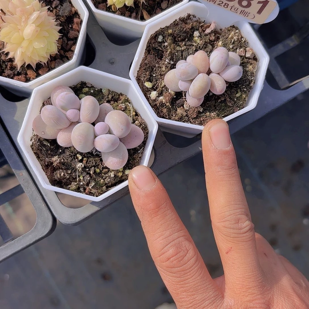 D838两颗一物一拍