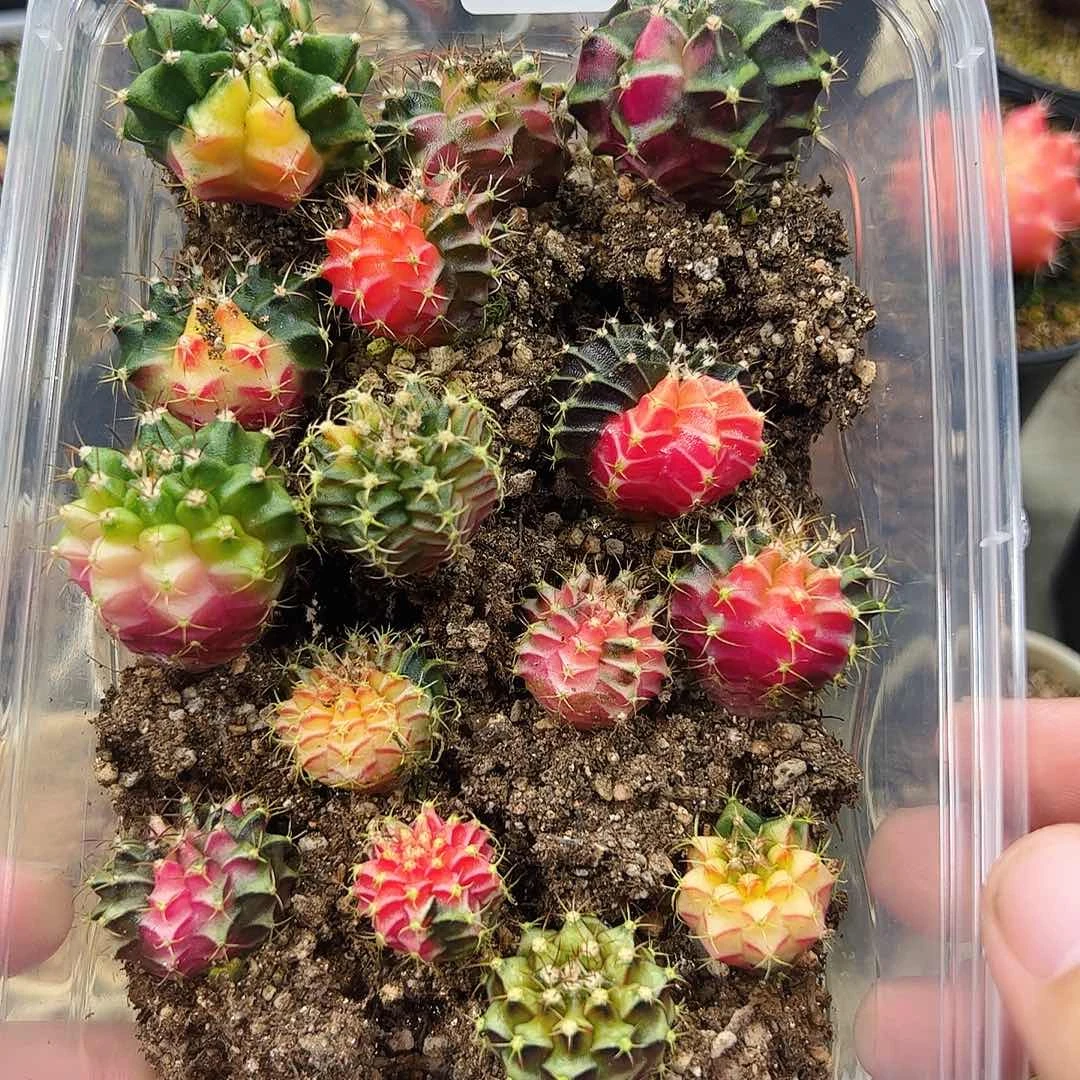 当前无花栽培后可以开花020