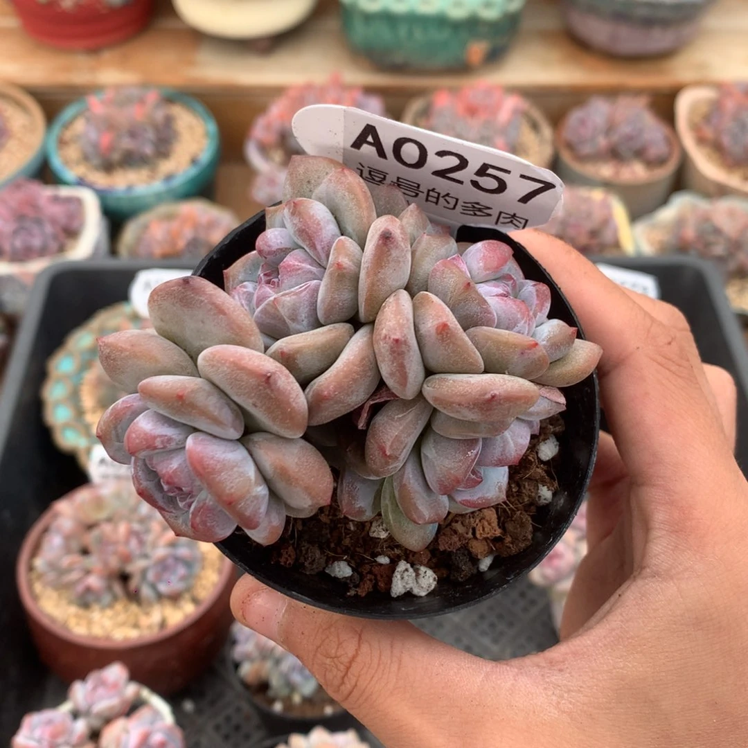 A0257 突尼斯 有砍 8cm