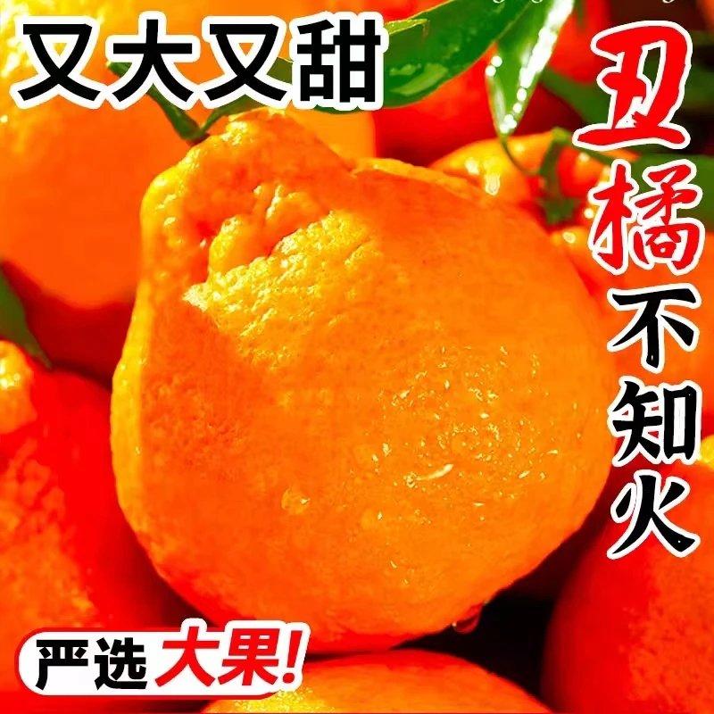 正宗四川不知火丑橘新鲜水果丑八怪丑柑产地直发4.5斤/8斤