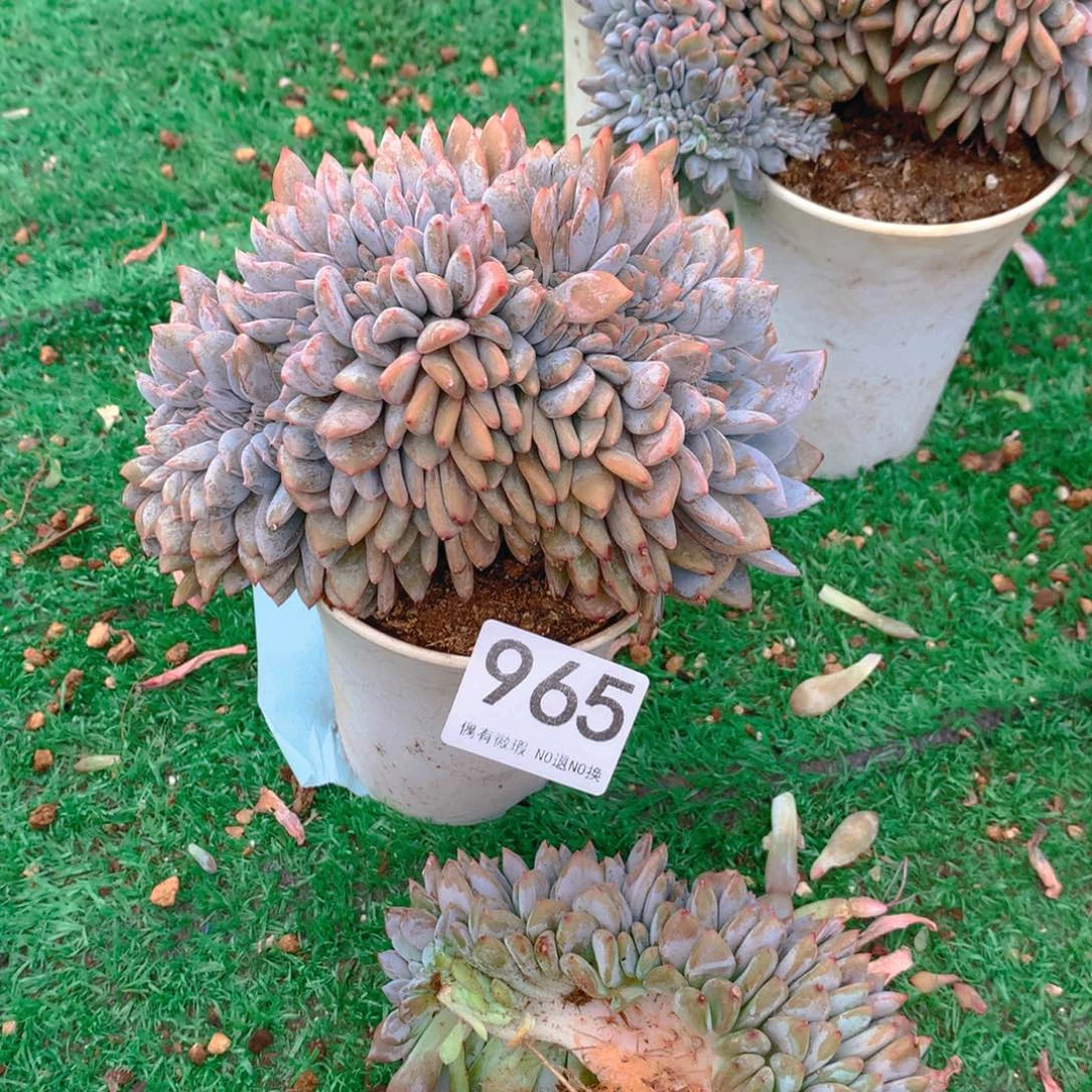 965橙子1111111111111