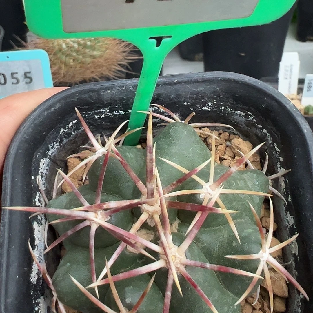 7345 大红鹰实生裸根发货