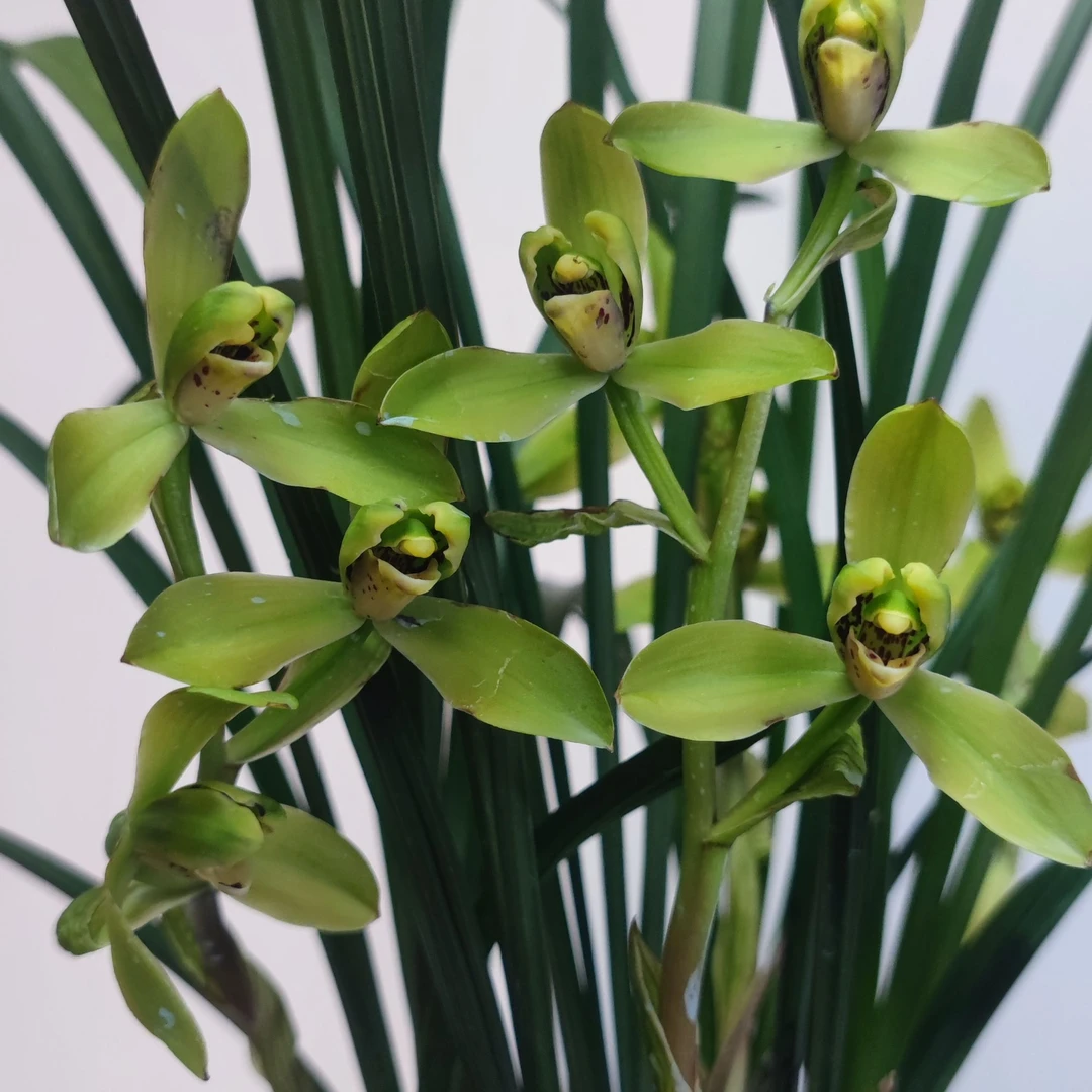 春剑【春剑梅瓣】 花期11-3月份 荷瓣