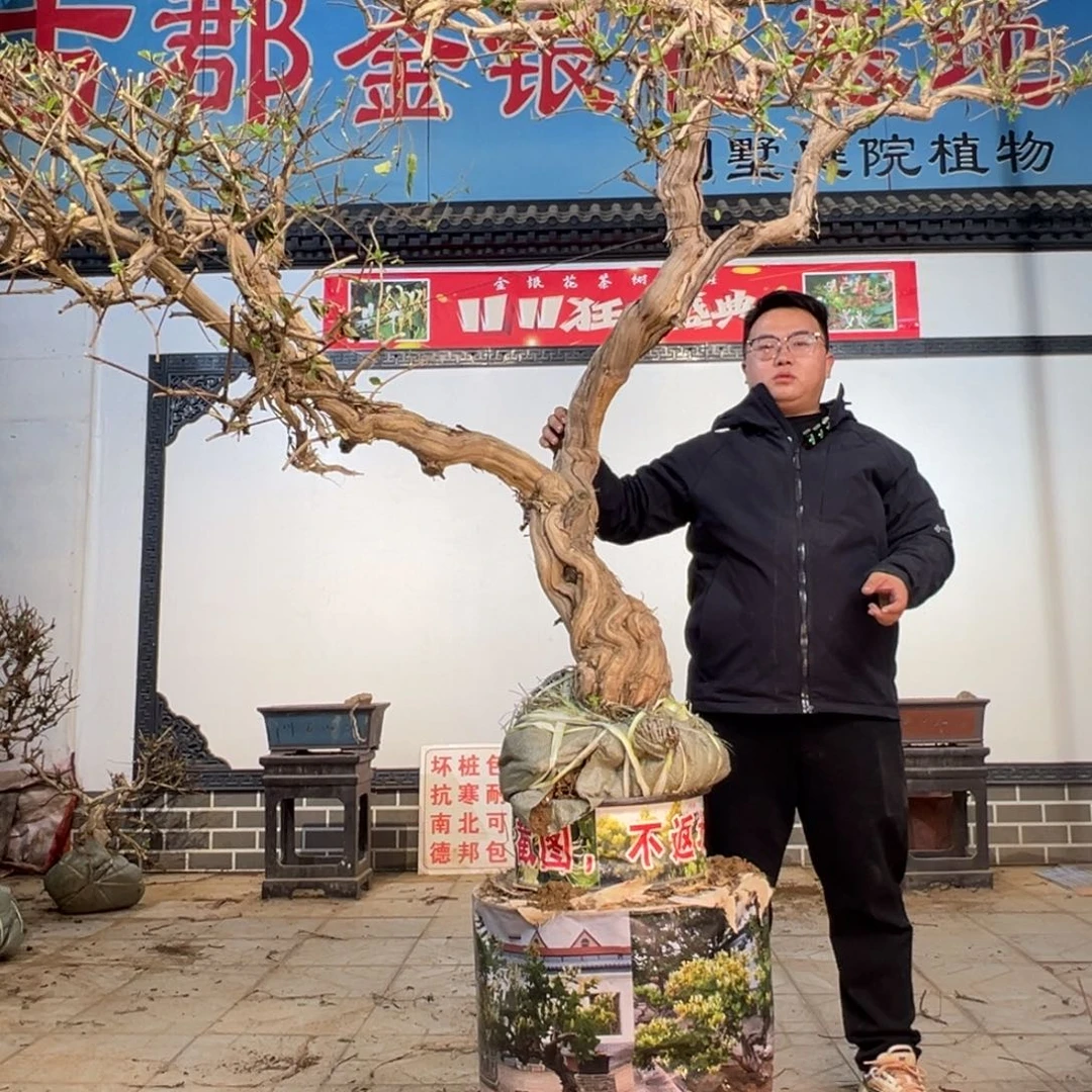 用***8无花朵金银花6666666666699