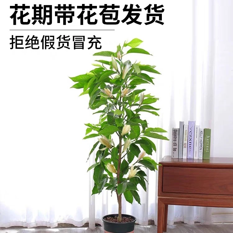 黄果兰浓香型盆栽花园阳台庭院可种植四季开花原土原盆发货易成活
