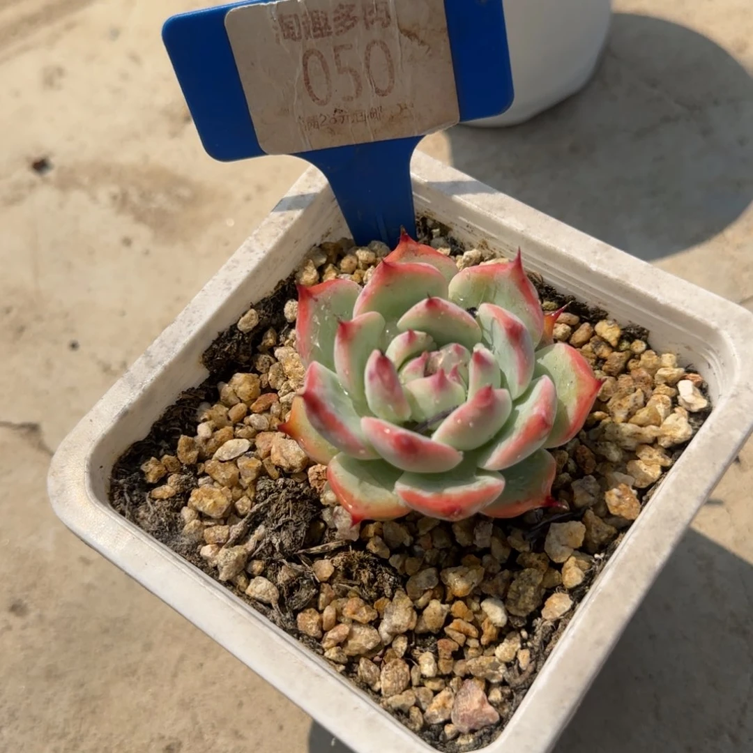 ?***?多肉植物水蜜桃吉娃娃