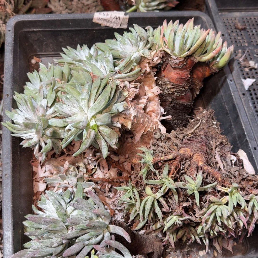 8282瑕疵框拍不售后