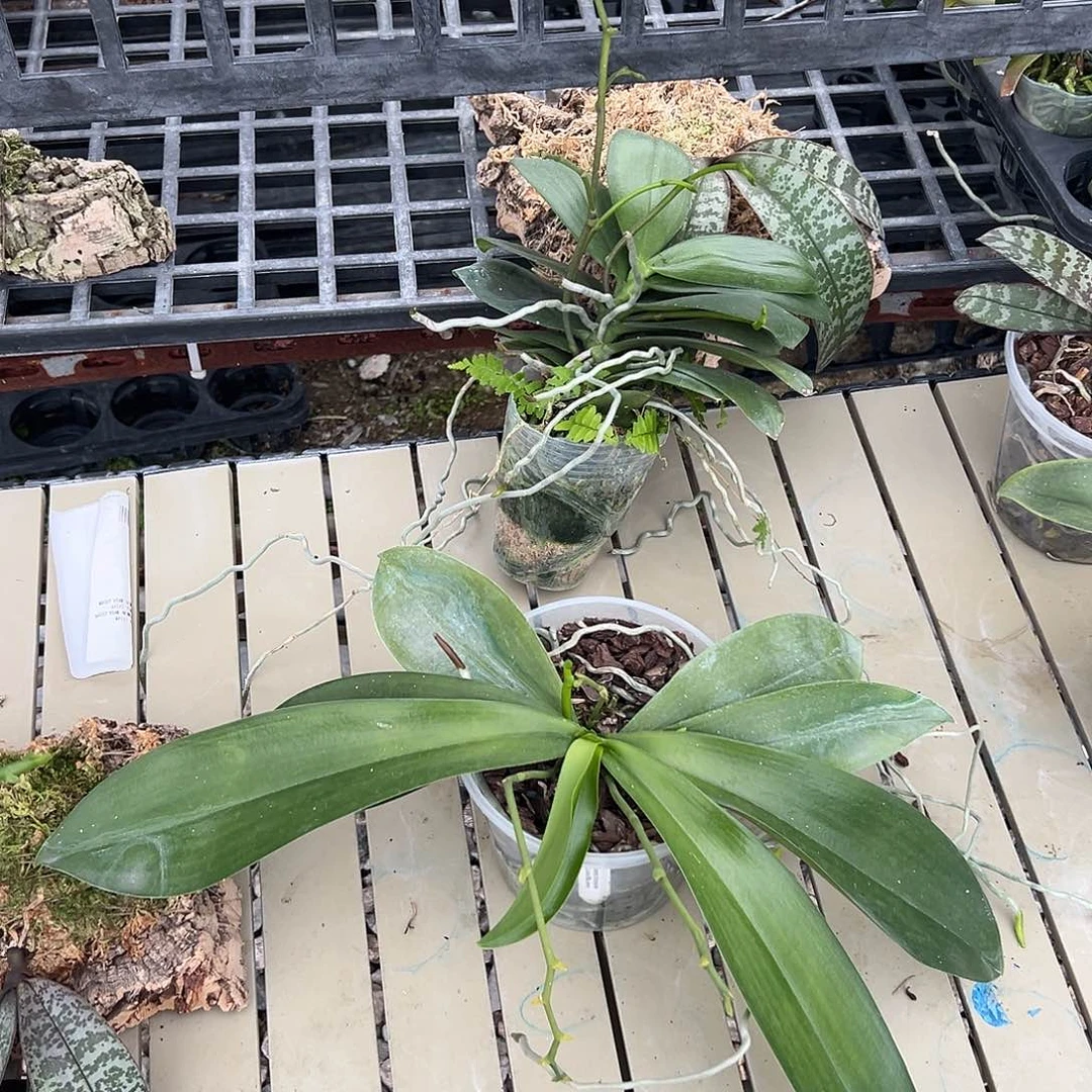 完全开放白花交珍妮弗