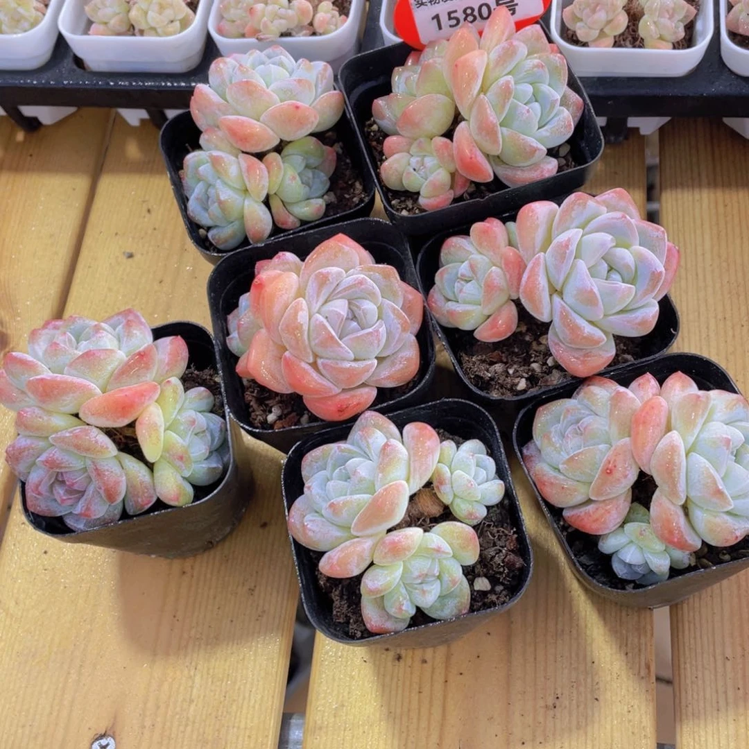 1580号 开播福利老桩冰玉多头群一颗