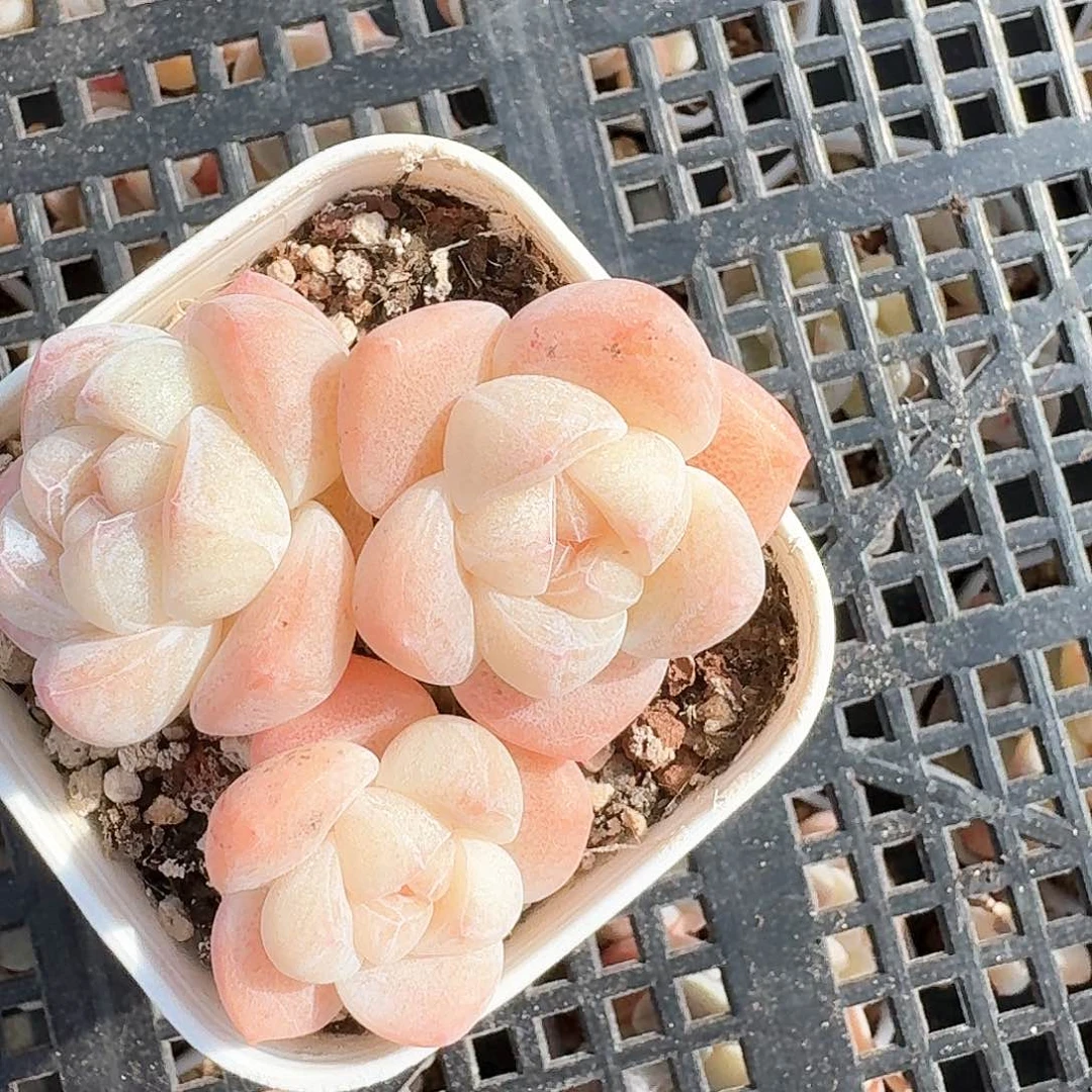 白底冰玉群生三头可带盆