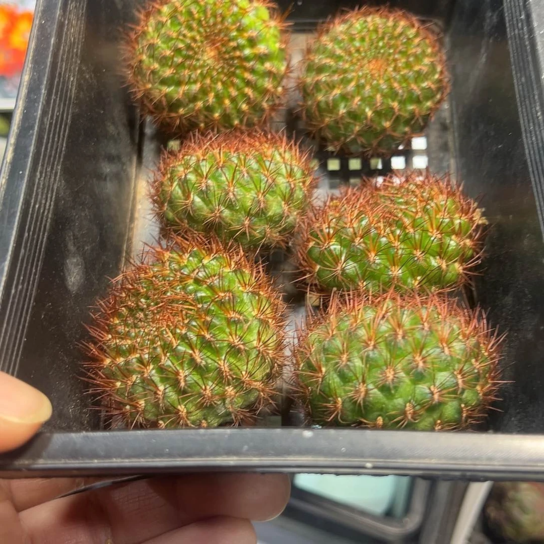 红刺梦托莎仙人球