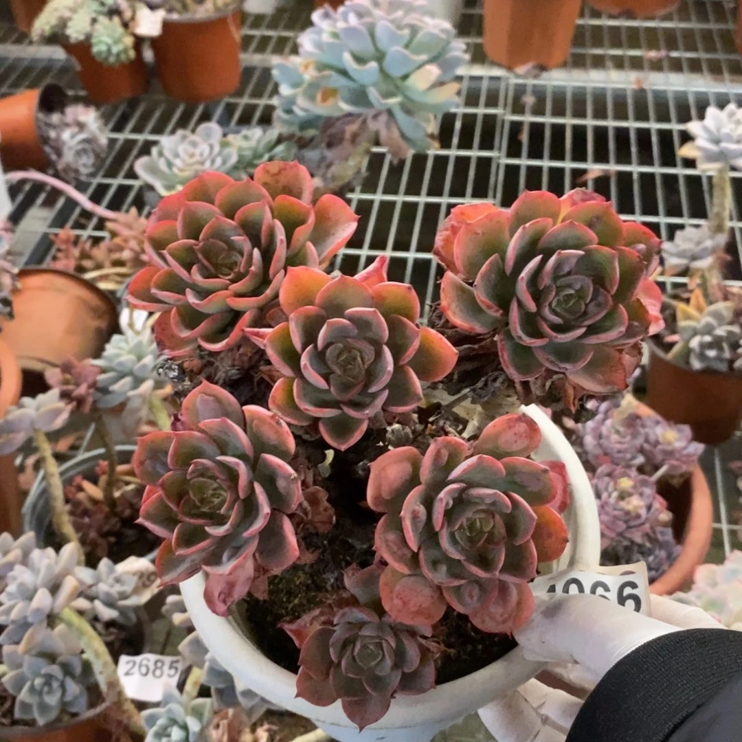 4066雨滴多头老桩一物一拍