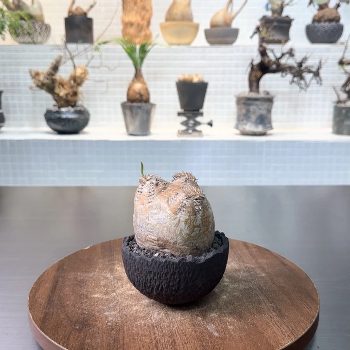 象牙玉一物一拍含盆