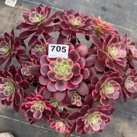 705白婚纱30厘米左右有断枝