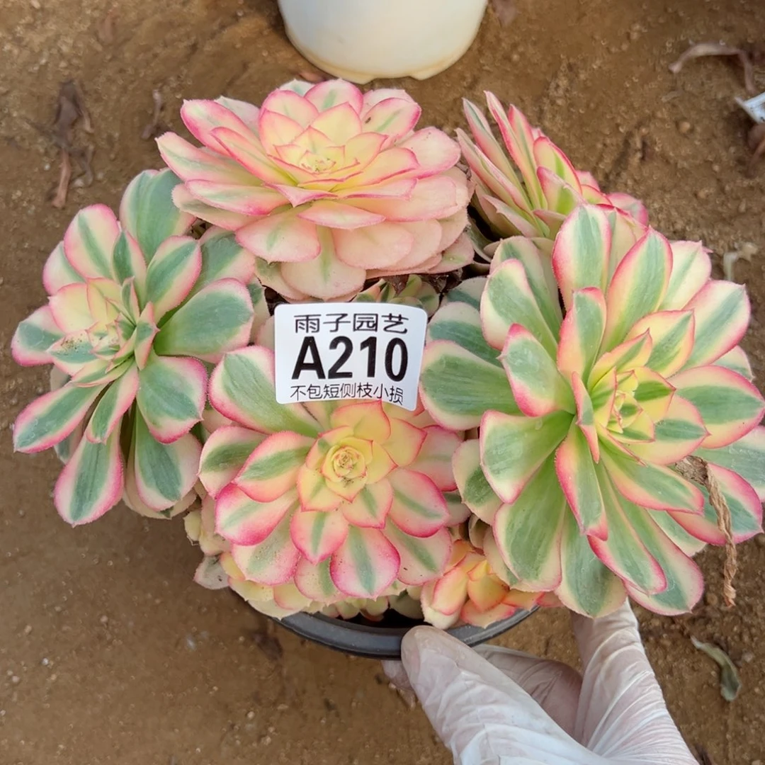 210倾城尺寸小18左右