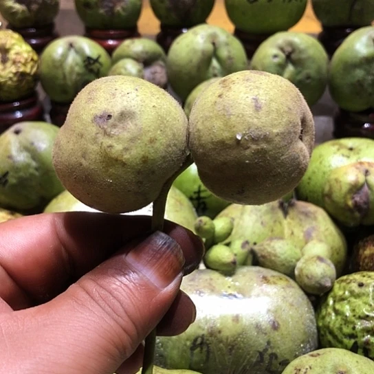 吊坠桃核核桃核桃