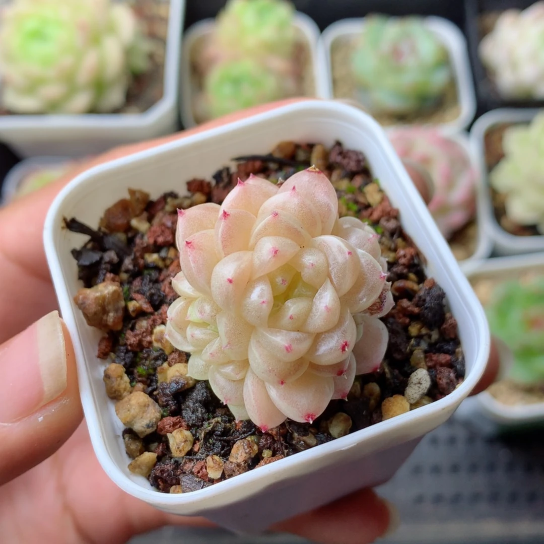 58包邮  群生不包整 9